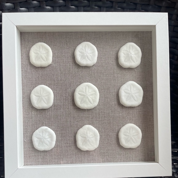 Sand Dollar Shadowbox - Picture 2 of 5